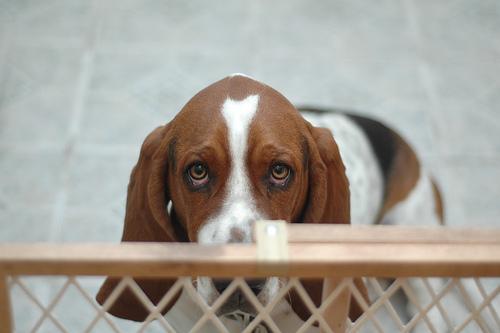 A dog image from https://images.dog.ceo/breeds/hound-basset/n02088238_7741.jpg