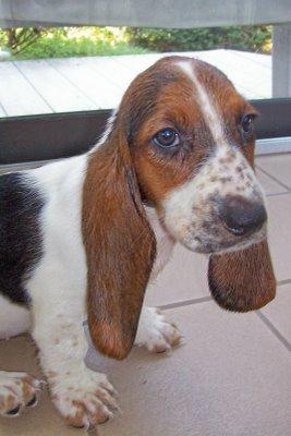 A dog image from https://images.dog.ceo/breeds/hound-basset/n02088238_8520.jpg