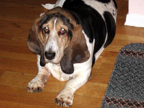 A dog image from https://images.dog.ceo/breeds/hound-basset/n02088238_8839.jpg