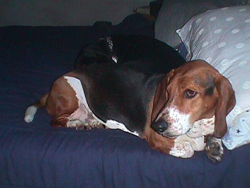 A dog image from https://images.dog.ceo/breeds/hound-basset/n02088238_9154.jpg