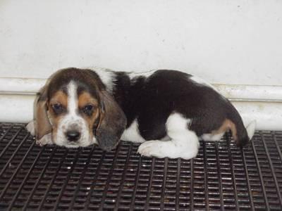 A dog image from https://images.dog.ceo/breeds/hound-basset/n02088238_9324.jpg