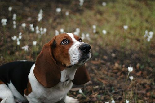 A dog image from https://images.dog.ceo/breeds/hound-basset/n02088238_9626.jpg