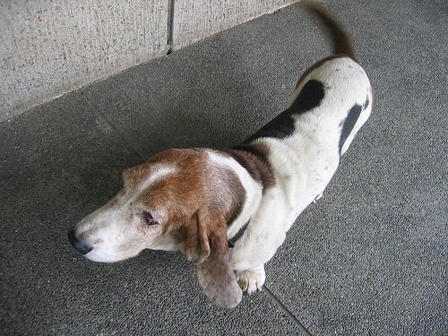 A dog image from https://images.dog.ceo/breeds/hound-basset/n02088238_9701.jpg