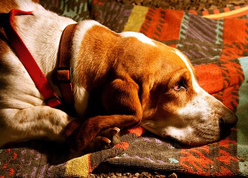 A dog image from https://images.dog.ceo/breeds/hound-basset/n02088238_9751.jpg