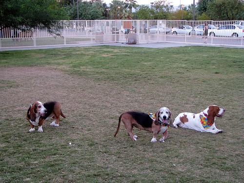 A dog image from https://images.dog.ceo/breeds/hound-basset/n02088238_9778.jpg