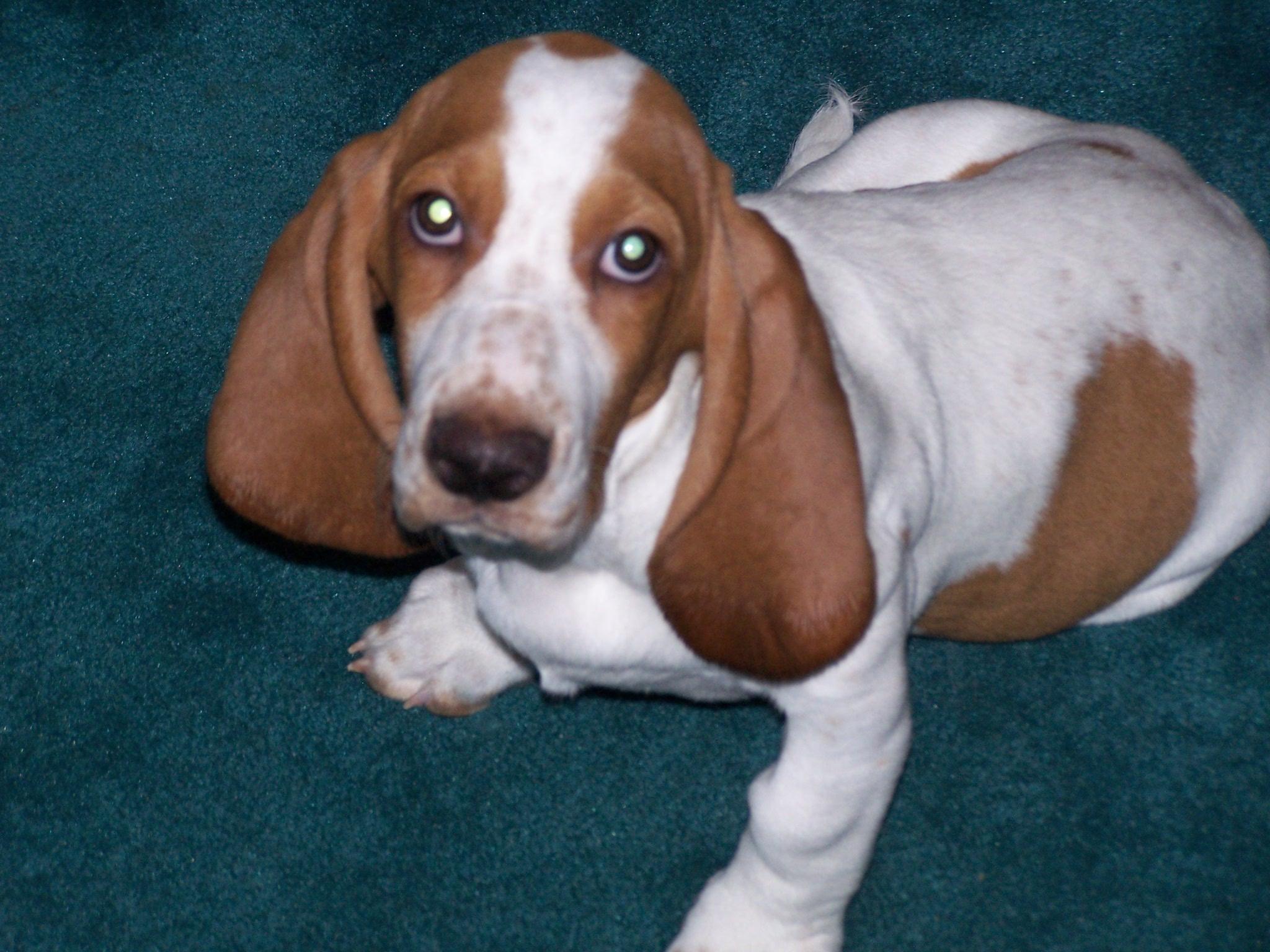 A dog image from https://images.dog.ceo/breeds/hound-basset/n02088238_9787.jpg