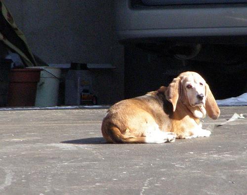 A dog image from https://images.dog.ceo/breeds/hound-basset/n02088238_9922.jpg