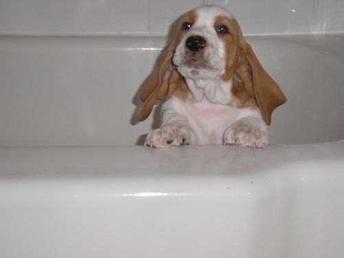 A dog image from https://images.dog.ceo/breeds/hound-basset/n02088238_9993.jpg