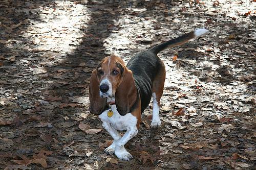 A dog image from https://images.dog.ceo/breeds/hound-basset/n02088238_9994.jpg