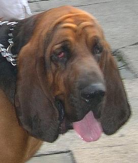 A dog image from https://images.dog.ceo/breeds/hound-blood/n02088466_3568.jpg