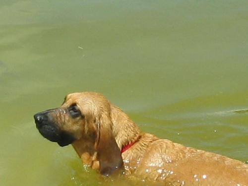 A dog image from https://images.dog.ceo/breeds/hound-blood/n02088466_7195.jpg