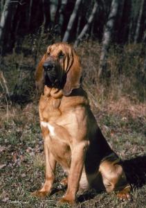 A dog image from https://images.dog.ceo/breeds/hound-blood/n02088466_8904.jpg