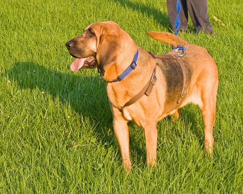 A dog image from https://images.dog.ceo/breeds/hound-blood/n02088466_8950.jpg