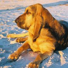 A dog image from https://images.dog.ceo/breeds/hound-blood/n02088466_9359.jpg