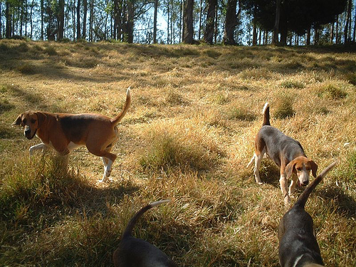 A dog image from https://images.dog.ceo/breeds/hound-english/n02089973_1132.jpg