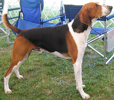 A dog image from https://images.dog.ceo/breeds/hound-english/n02089973_1516.jpg