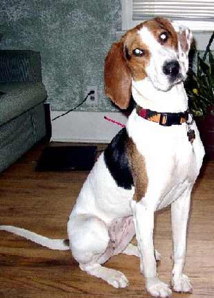 A dog image from https://images.dog.ceo/breeds/hound-english/n02089973_186.jpg