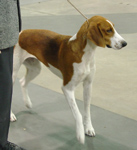 A dog image from https://images.dog.ceo/breeds/hound-english/n02089973_2064.jpg