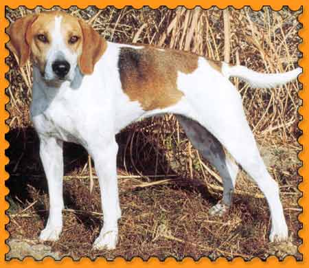 A dog image from https://images.dog.ceo/breeds/hound-english/n02089973_208.jpg