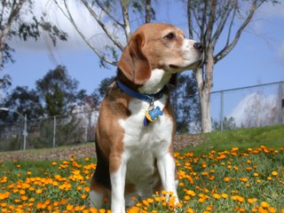 A dog image from https://images.dog.ceo/breeds/hound-english/n02089973_2211.jpg