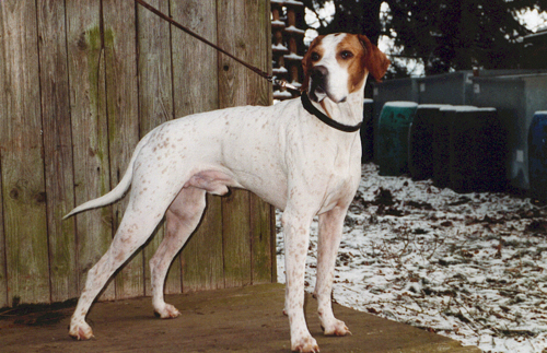 A dog image from https://images.dog.ceo/breeds/hound-english/n02089973_2404.jpg