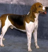 A dog image from https://images.dog.ceo/breeds/hound-english/n02089973_2603.jpg