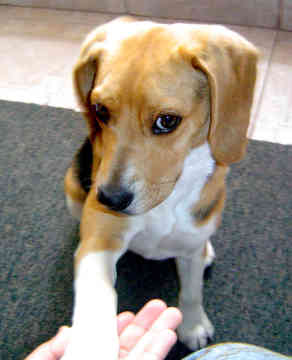 A dog image from https://images.dog.ceo/breeds/hound-english/n02089973_2681.jpg