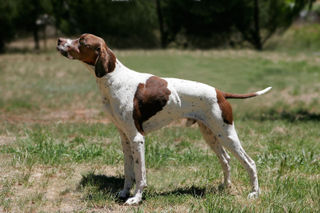 A dog image from https://images.dog.ceo/breeds/hound-english/n02089973_3074.jpg