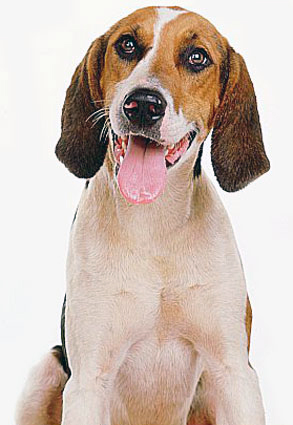 A dog image from https://images.dog.ceo/breeds/hound-english/n02089973_3119.jpg