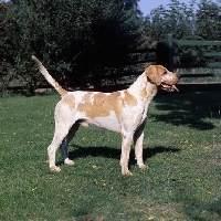 A dog image from https://images.dog.ceo/breeds/hound-english/n02089973_3156.jpg