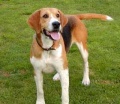 A dog image from https://images.dog.ceo/breeds/hound-english/n02089973_3982.jpg