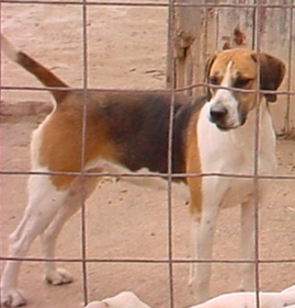 A dog image from https://images.dog.ceo/breeds/hound-english/n02089973_4084.jpg