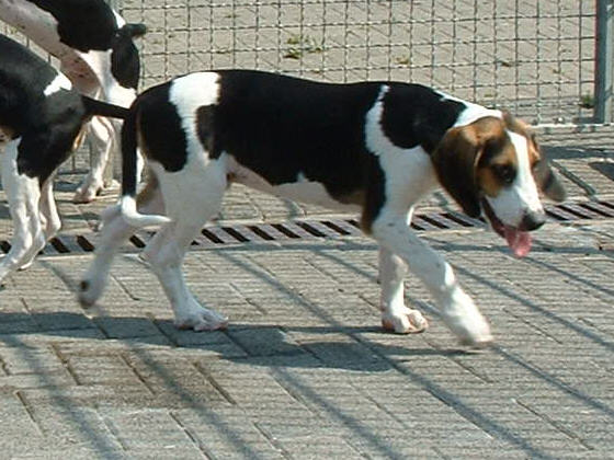 https://images.dog.ceo/breeds/hound-english/n02089973_4185.jpg