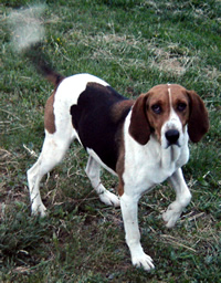 A dog image from https://images.dog.ceo/breeds/hound-english/n02089973_612.jpg