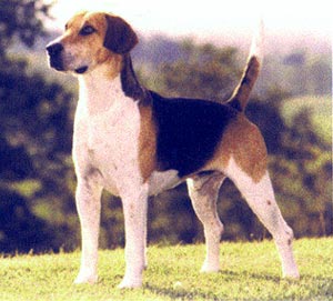 A dog image from https://images.dog.ceo/breeds/hound-english/n02089973_809.jpg