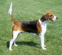 A dog image from https://images.dog.ceo/breeds/hound-english/n02089973_846.jpg