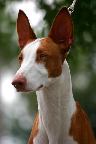 A dog image from https://images.dog.ceo/breeds/hound-ibizan/n02091244_2653.jpg