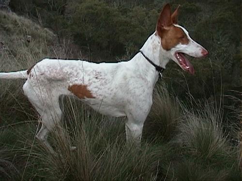 A dog image from https://images.dog.ceo/breeds/hound-ibizan/n02091244_4015.jpg