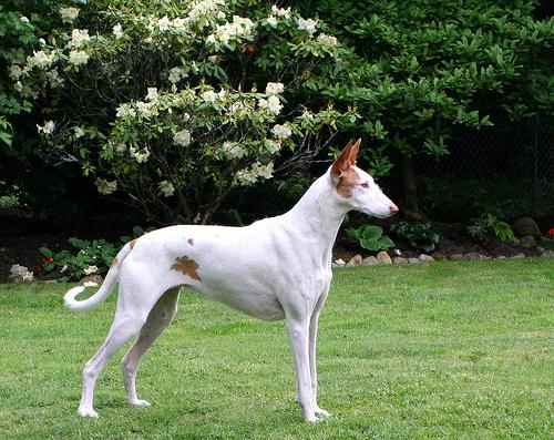 A dog image from https://images.dog.ceo/breeds/hound-ibizan/n02091244_596.jpg