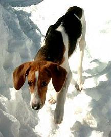 A dog image from https://images.dog.ceo/breeds/hound-walker/n02089867_1225.jpg