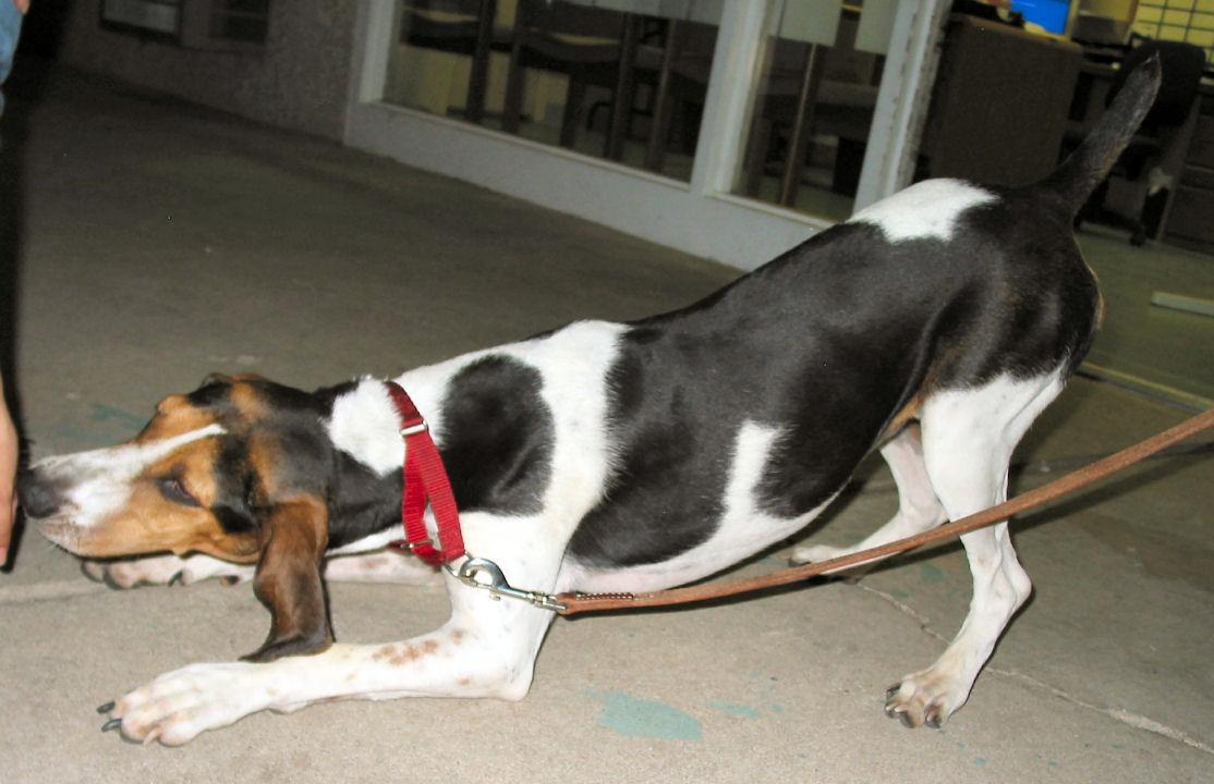 A dog image from https://images.dog.ceo/breeds/hound-walker/n02089867_1416.jpg