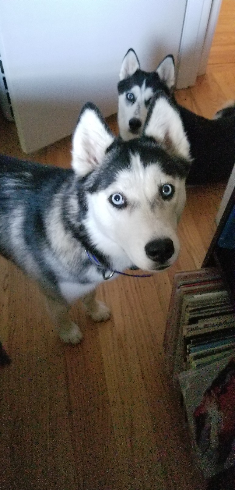 A dog image from https://images.dog.ceo/breeds/husky/20180904_185604.jpg