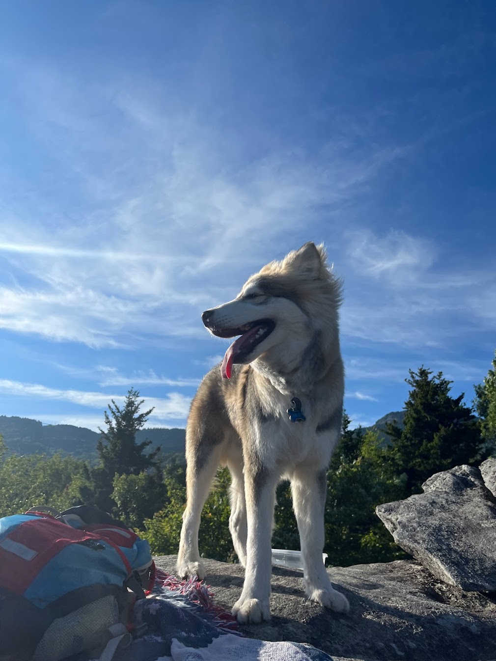 A dog image from https://images.dog.ceo/breeds/husky/arlo.jpg