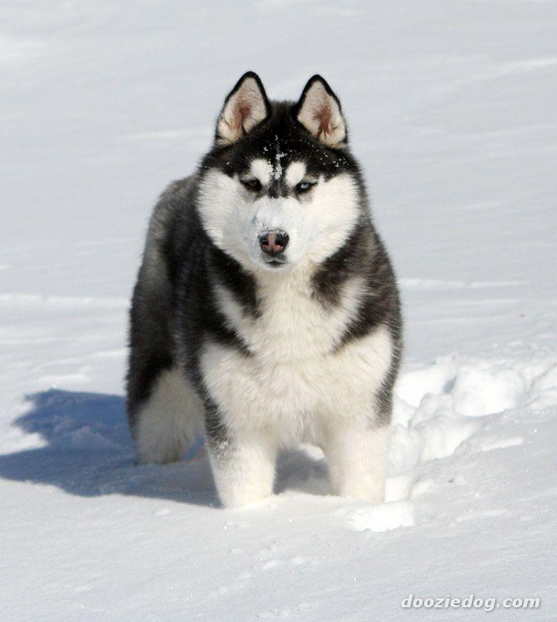 A dog image from https://images.dog.ceo/breeds/husky/n02110185_10273.jpg