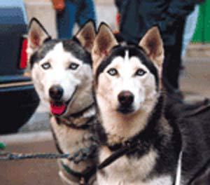 A dog image from https://images.dog.ceo/breeds/husky/n02110185_10360.jpg