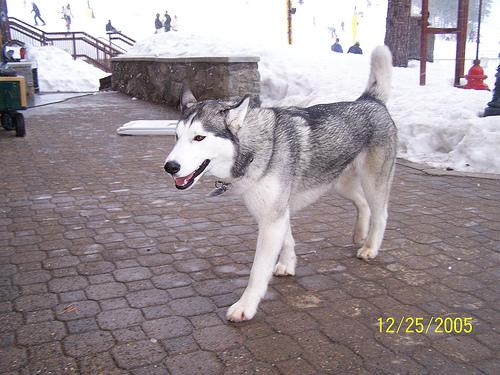 A dog image from https://images.dog.ceo/breeds/husky/n02110185_11445.jpg