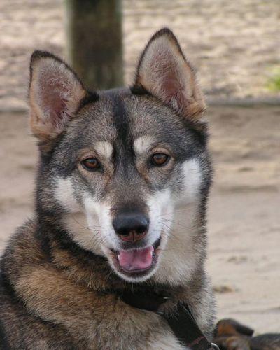 A dog image from https://images.dog.ceo/breeds/husky/n02110185_11580.jpg