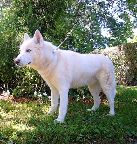 A dog image from https://images.dog.ceo/breeds/husky/n02110185_11636.jpg