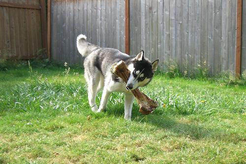 A dog image from https://images.dog.ceo/breeds/husky/n02110185_11841.jpg