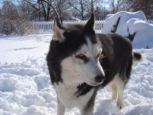 A dog image from https://images.dog.ceo/breeds/husky/n02110185_120.jpg